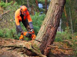 Seasonal Cleanup (Spring/Fall) in Passaic, NJ