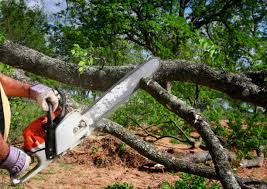 Best Tree Health Inspection  in Passaic, NJ