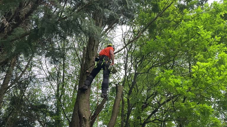 Why Choose Our Tree Removal Services in Passaic, NJ?